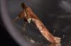Caloptilia fribergensis